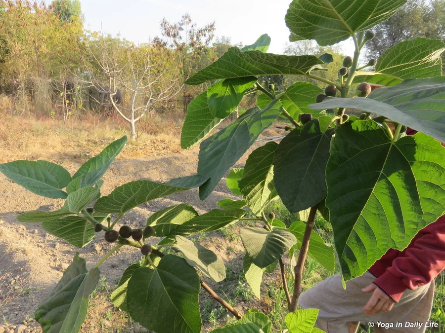 figs ripening